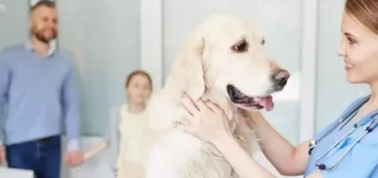 Access to Higher Education Diploma (Veterinary Science)