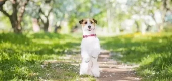 Animal Behaviour Courses | Enrol Online Today | learndirect Animal Behaviour Courses | Enrol Online Today | learndirect