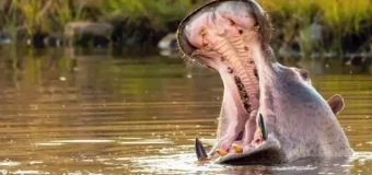 Level 3 Award in Wildlife Photography (RQF)