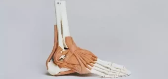 Anatomy and Physiology