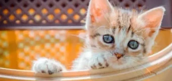 Level 3 Diploma in Feline Care, Welfare and Behaviour