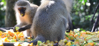 Level 3 Award in Zoo Animal Nutrition (RQF)