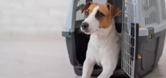 Level 3 Award in Companion Animal Transportation (RQF)