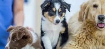 Level 3 Certificate for Veterinary Receptionists (RQF)