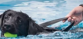 Veterinary Physiotherapy with Hydrotherapy Level 6 Diploma (RQF) - Part 2