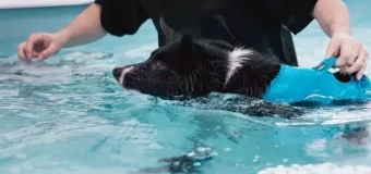 Level 3 Certificate in Small Animal Hydrotherapy (RQF)