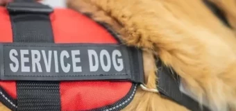 Level 3 Diploma in Animal-Assisted Intervention
