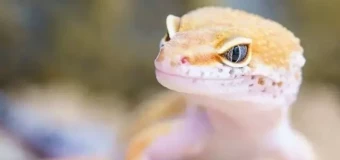 Level 3 Award in Reptile Studies (RQF)