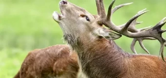 Wild Animal Behaviour