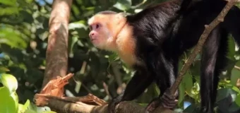 Primate Studies Level 3 Award (RQF)