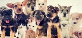Advanced Animal Psychology
