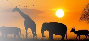 Level 3 Diploma in Sustainable Wildlife Conservation and Biodiversity Management (RQF)