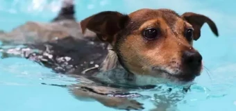 Animal Hydrotherapy and Physiotherapy Courses | learndirect