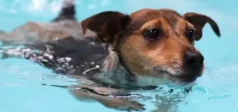 Animal Hydrotherapy and Physiotherapy Courses | learndirect Animal Hydrotherapy and Physiotherapy Courses | learndirect