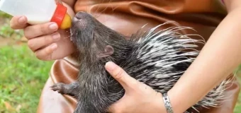 Level 3 Diploma in Zookeeping (RQF)