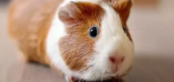 Level 3 Award in Small Animal Care and Welfare (RQF)