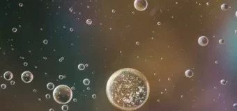 GCSE / IGCSE Biology including exams