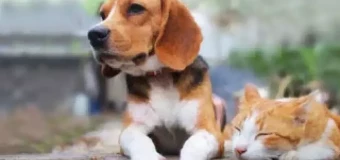 Level 3 Diploma in Kennel and Cattery Management (RQF)