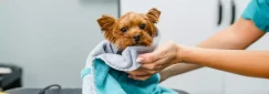 How to Become a Dog Groomer