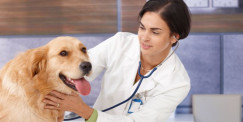 Training The Next Wave Of Vets To Spot Cancer In Pets And Wild Animals