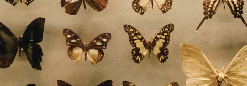 learndirect -A Level Biology - Living Systems - Butterflies