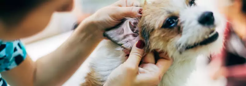 learndirect - become a dog grooming through an online course