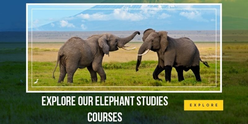 online elephant studies