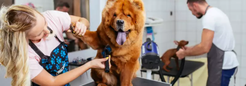 learndirect - dog grooming career progression - dog grooming course