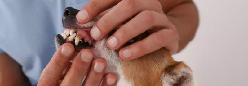 learndirect - How to Become a Dog Groomer - Dog Health Checks - Dog Grooming Course