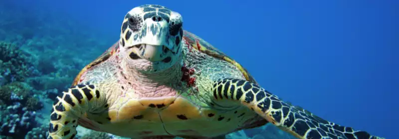 How to start a Career in Conservation