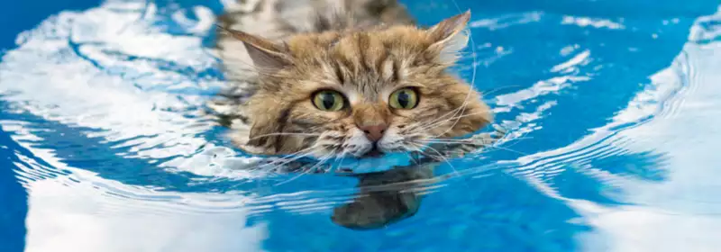 How to study Animal Hydrotherapy online