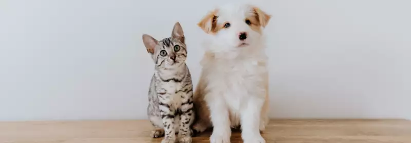 I want a job working with animals – what careers are there?