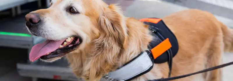 learndirect - Become an Assistance Dog Trainer