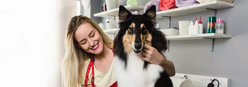 LD | What Is It Like to Be A Dog Groomer? | What Does A Dog Groomer Do? | Dog Grooming Course