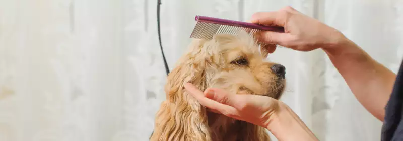 LD | What Is It Like to Be A Dog Groomer? | Excellent Customer Service Skills | Dog Grooming Course