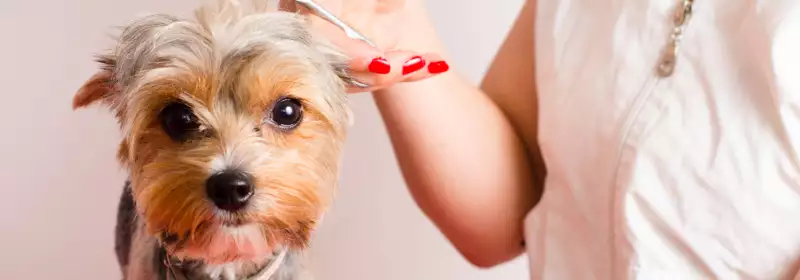 LD | 12 things I wish I knew before I became a Dog Groomer | It's Ok to say No | Dog Grooming Course