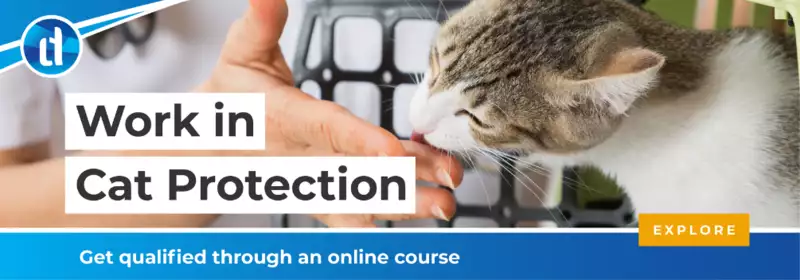 LD - How to get into Cat Protection - CTA - animal care courses online - animal courses near me - online animal courses uk