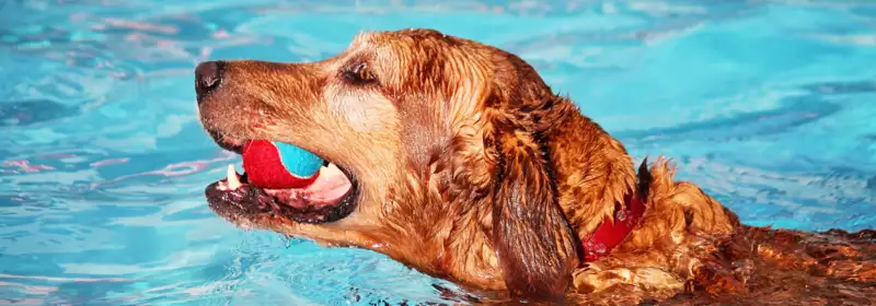 LD | Interesting Roles Working with Animals | Animal Hydrotherapist