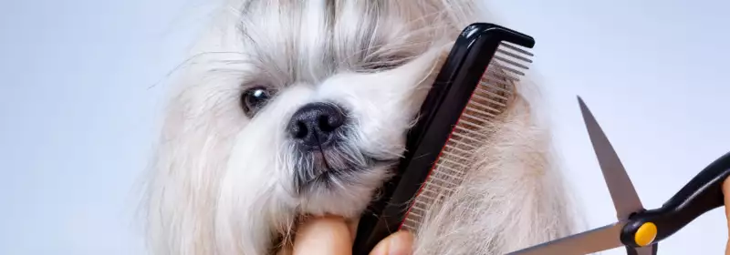 LD | 12 things I wish I knew before I became a Dog Groomer | You need to know about canine anatomy and health | Dog Grooming Course