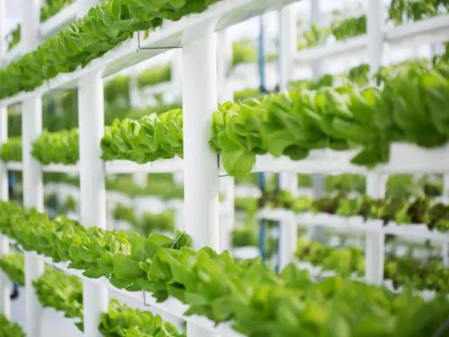 Learn how to use a hydroponics system with learndirect