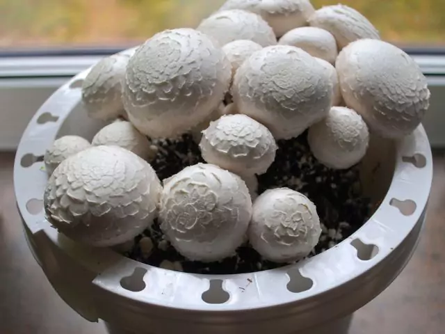 Study mushroom growing online with learndirect
