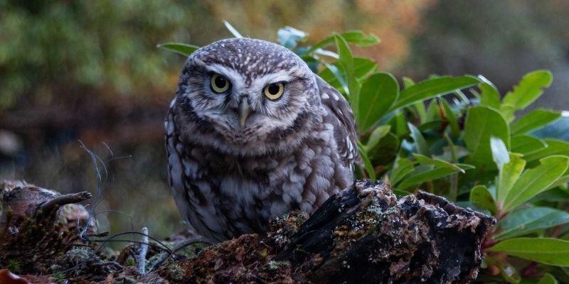 Birds of Prey Online Course