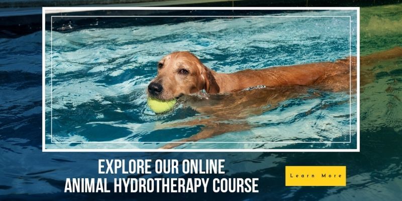 How to Become an Animal Hydrotherapist | Vet | learndirect