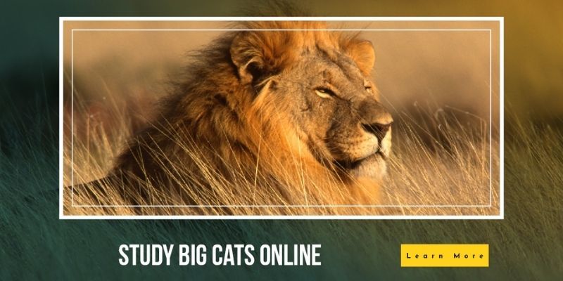 Online big cat courses - big cat courses online - big cats uk - types of big cats