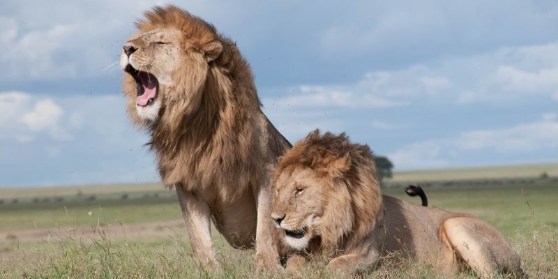 Study Carnivore Studies with learndirect - types of big cats - big cat courses uk - big cat courses
