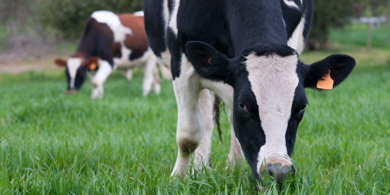 Farmland and Livestock Myths Debunked