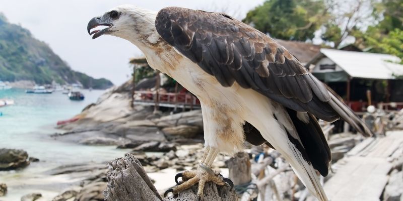 Study Birds of Prey with learndirect