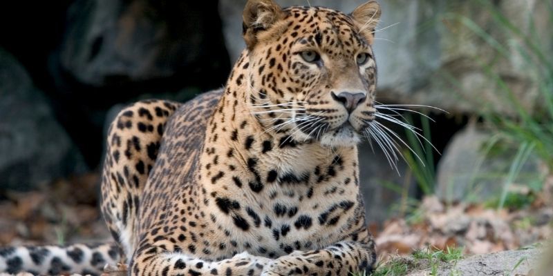 Become a big cat specialist - big cat conservations - british big cats - big cats uk