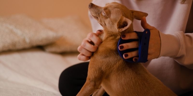 what is canine massage therapy