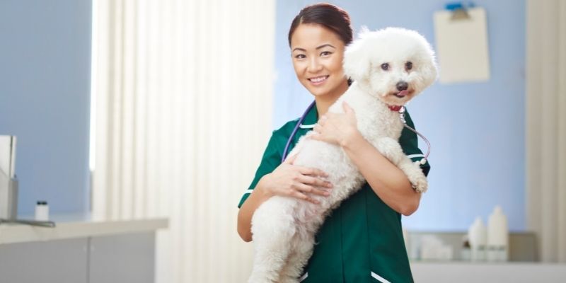 Become a Veterinary Nurse 